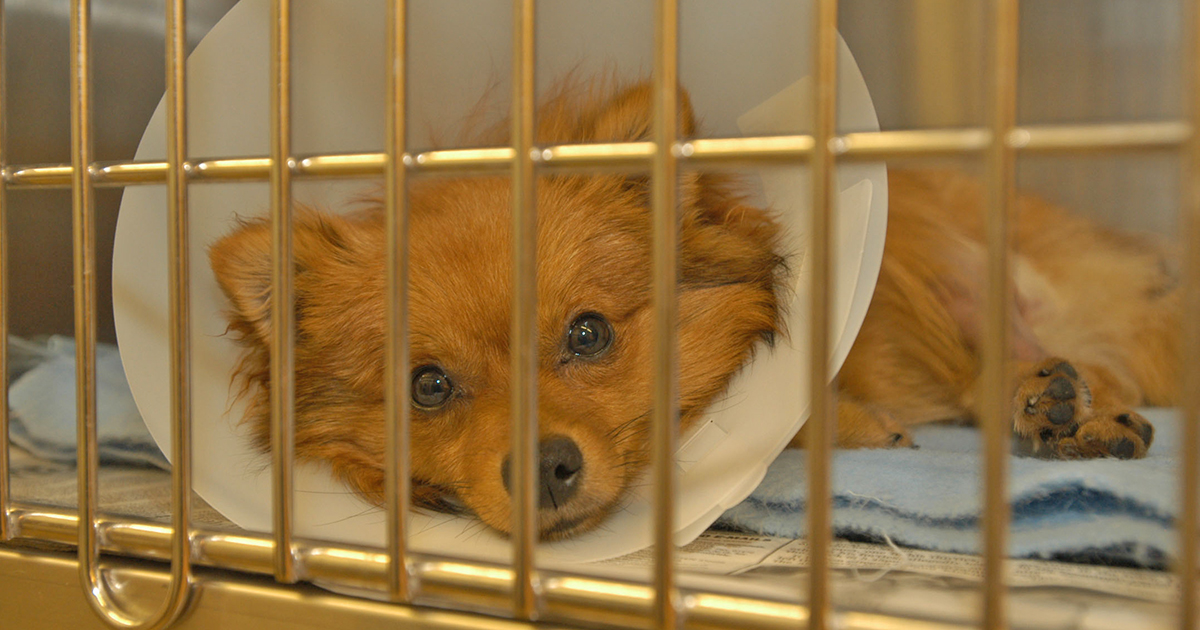 How to keep outlet a crated dog entertained